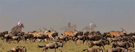 8 days Kenya, Uganda, Rwanda, & Congo safari | Best of East Africa Tour