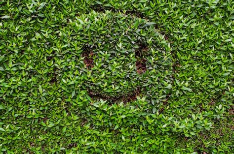 Premium Photo | Smiling emoji. emoji with a smile on green leaves background.