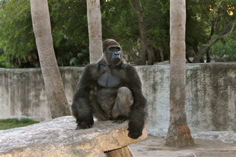 Gladys Porter Zoo; Brownsville, Texas. Was like this Silverback said, "Ok take your pictures ...