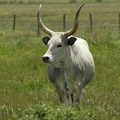 Unique cow. Chianina is an Italian breed of beef cattle. It is the largest and o #Sponsored , # ...