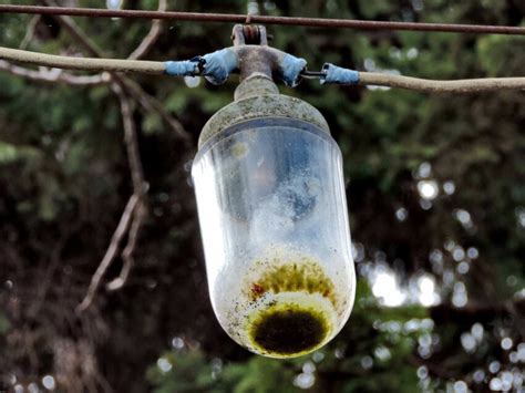 Free picture: light bulb, wire, device, hanging, outdoors, nature, wood, tree