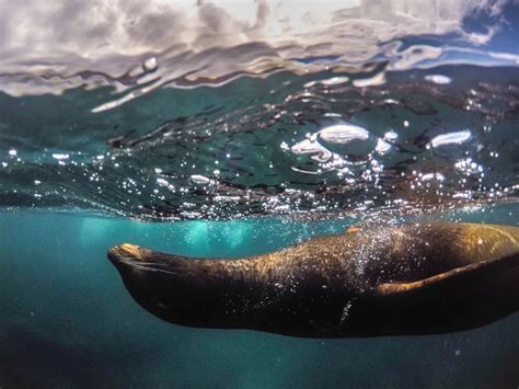 Wildlife in Galapagos Islands - Natural World Safaris