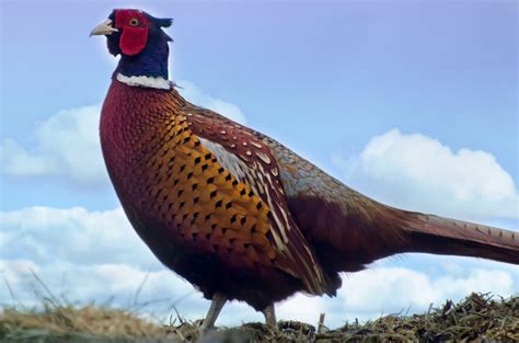 Pheasant Free Stock Photo - Public Domain Pictures
