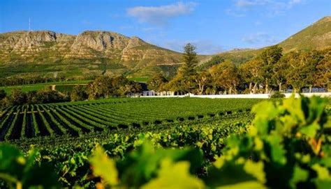 Wine estate restaurants in Constantia | eating out Cape Town.