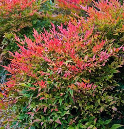 Nandina domestica ‘Gulfstream’ | Kiefer Nursery: Trees, Shrubs, Perennials