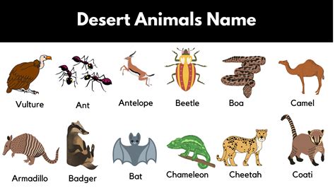 Desert Animals List With Pictures & Facts - GrammarVocab