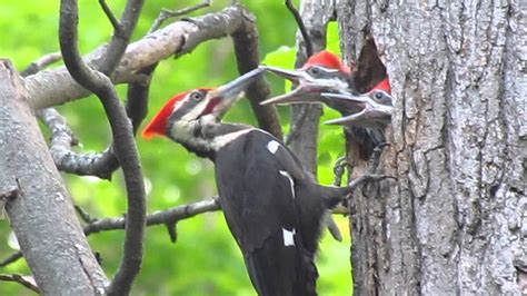 Pileated woodpecker feeding its young - YouTube