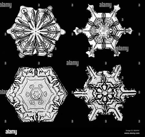 snowflakes photographed by Wilson Alwyn "Snowflake" Bentley. Each snowflake shows hexagonal, six ...