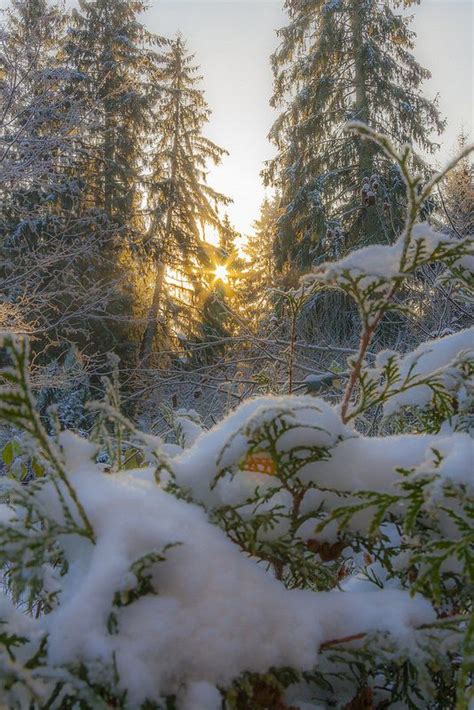 the sun shines through the snow covered trees