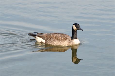 File:Canada Goose (Branta Canadensis).jpg - Wikimedia Commons