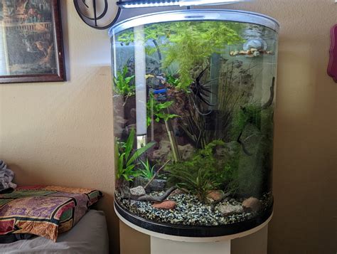 Photo #1 - 30 Gallon Half Moon - Otocinclus Catfish, Emerald...