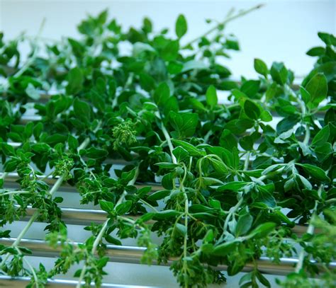 Preserving Herbs in Jars