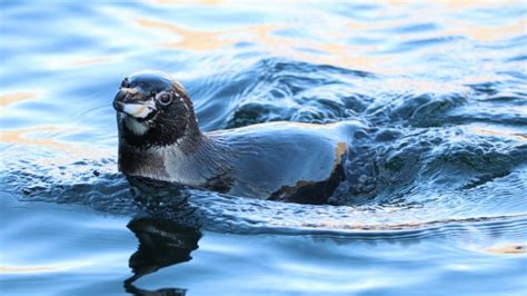 Galapagos Penguin | Go Galapagos