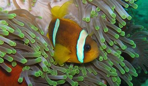 Predators drive clownfish relationship with an unlikely friend