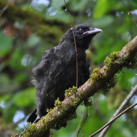 Crow behavior | Corvid Research