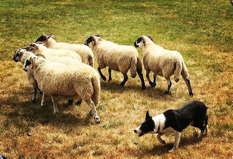 Sheep herding demonstrations at @CambScotFest. #cbridge – Cbridge.ca