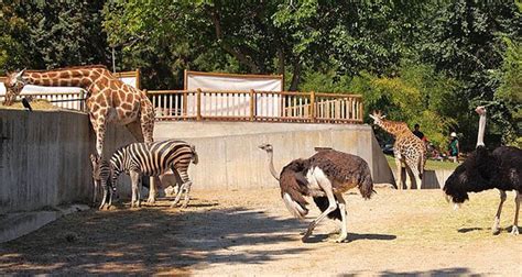 25 Kickass and Interesting Facts About Animal Zoos | KickassFacts