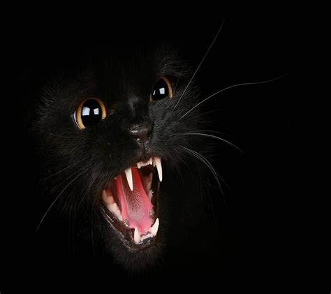 Angry Cat Wallpapers - Wallpaper Cave