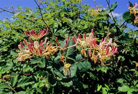 Lonicera Caprifolium Photograph by Bruno Petriglia/science Photo Library - Fine Art America