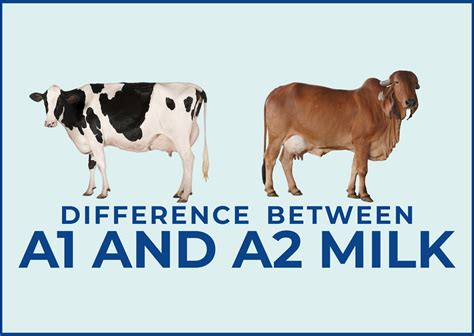 What is the Difference between A1 and A2 Milk? | Desi Cow Milk | Mr.Milk