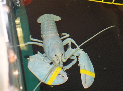 Rarest of the rare white lobster finds new home in Thomaston | Wiscasset Newspaper