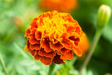 Marigold October Birth Flowers, Birth Flowers, Marigold Flower | atelier-yuwa.ciao.jp