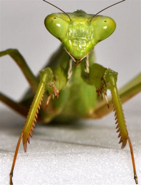 Northern Praying Mantis Literally Quotpraying Mantis