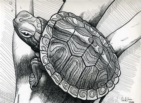 Snapping Turtle on my Intuos3 | Turtle sketch, Turtle art, Turtle drawing