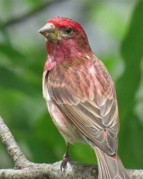 Male Purple Finch