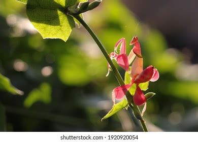 537 Orchid mantis camouflage Images, Stock Photos & Vectors | Shutterstock