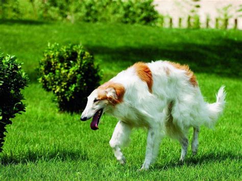 Borzoi running on the lawn wallpapers and images - wallpapers, pictures, photos