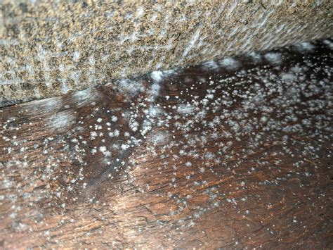 insulation - White mold in the attic? - Home Improvement Stack Exchange