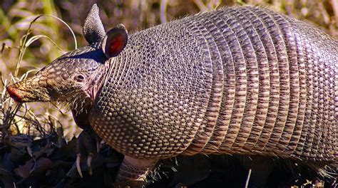 8 Facts You May Not Know About The Armadillo Shell – North American Nature