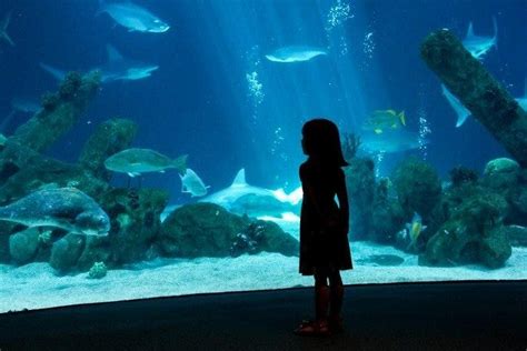 ABQ BioPark Aquarium is one of the very best things to do in Albuquerque