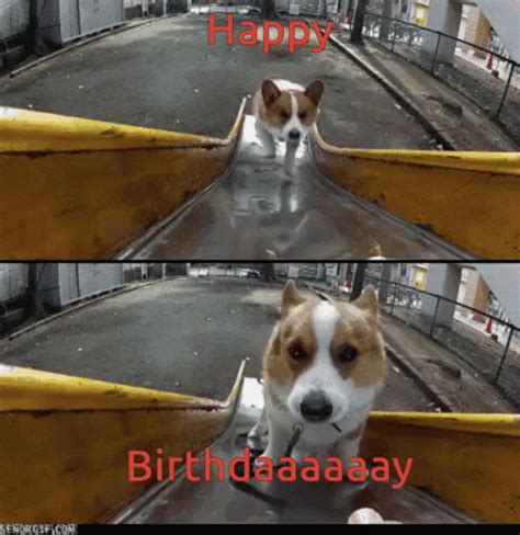 35 Happy Birthday Gif Images Dogs - vrogue.co