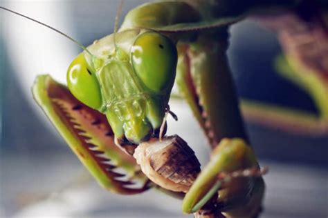 Do Praying Mantis Bite? – WhatBugIsThat