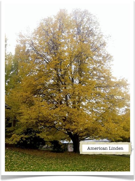 American Linden Tree Identification || Identifying Tilia americana