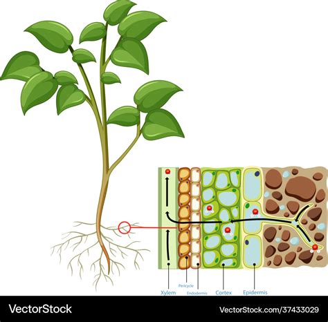 Plant Root Cell