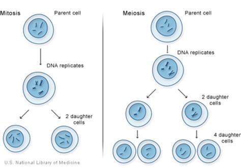 ¿Cómo se dividen las células?: MedlinePlus Genetics