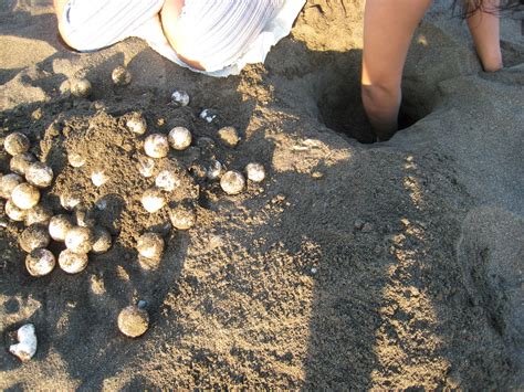 Sustainable Harvest of Sea Turtle Eggs