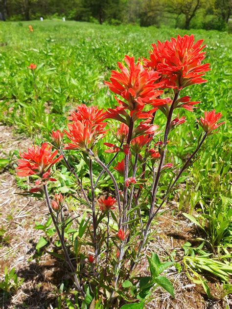 Indian paintbrush plant - psawekey