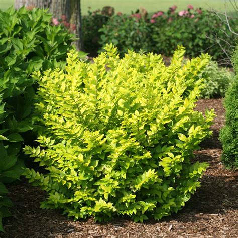 Golden Ticket Ligustrum | Spring Meadow - wholesale liners - Spring Meadow Nursery