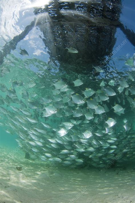 Schooling fish - Stock Image - C008/3459 - Science Photo Library