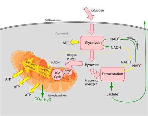 What role does lactic acid fermentation play in cellular respiration? | Socratic