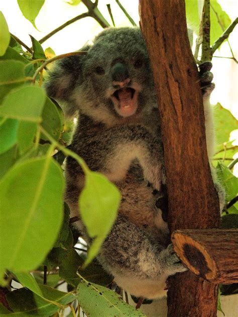 Koala Joey, Cairns - Jess and Jer's Travel Pictures from Australia, 2009
