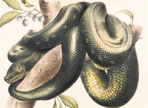 Don't get bitten: The ultimate D&D giant poisonous snake 5e g