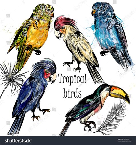 Collection Vector Tropical Birds Engraved Watercolor Stock Vector ...