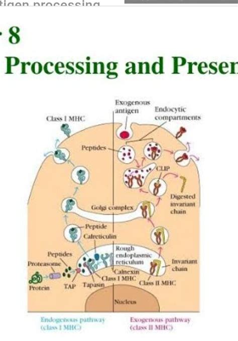 MHC complex bind Antigen Presentation Handwritten Notes PDF – Shop ...