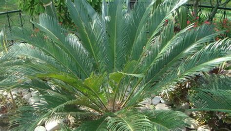 Majesty Palm Plant Care Instructions | Garden Guides