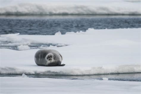 The coolest animals in the Arctic